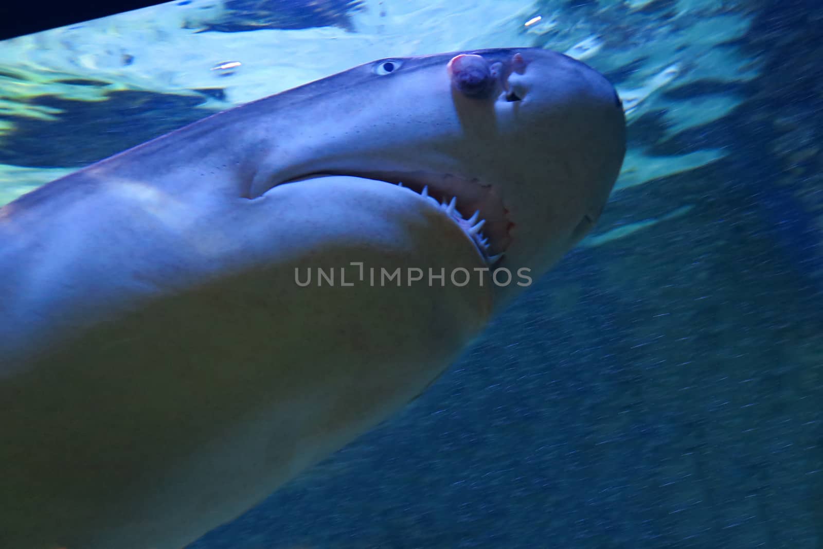 Close up of a specimen of lemon shark medium length, from 2 to 2.50 m