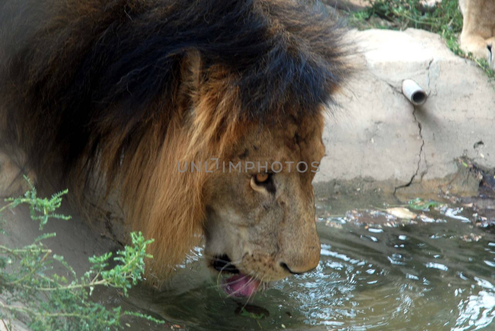 PAKISTAN, Karachi: A lion braves the scorching heat wave on September 20, 2015 by taking a sip of water at the Zoological Garden in Karachi, Pakistan.