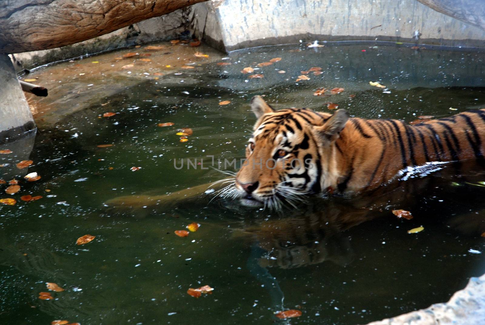 PAKISTAN, Karachi: A tiger braves the scorching heat wave on September 20, 2015 by taking a dip at the Zoological Garden in Karachi, Pakistan.