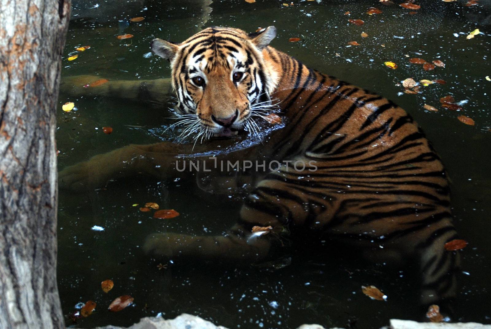 PAKISTAN, Karachi: A tiger braves the scorching heat wave on September 20, 2015 by taking a dip at the Zoological Garden in Karachi, Pakistan.