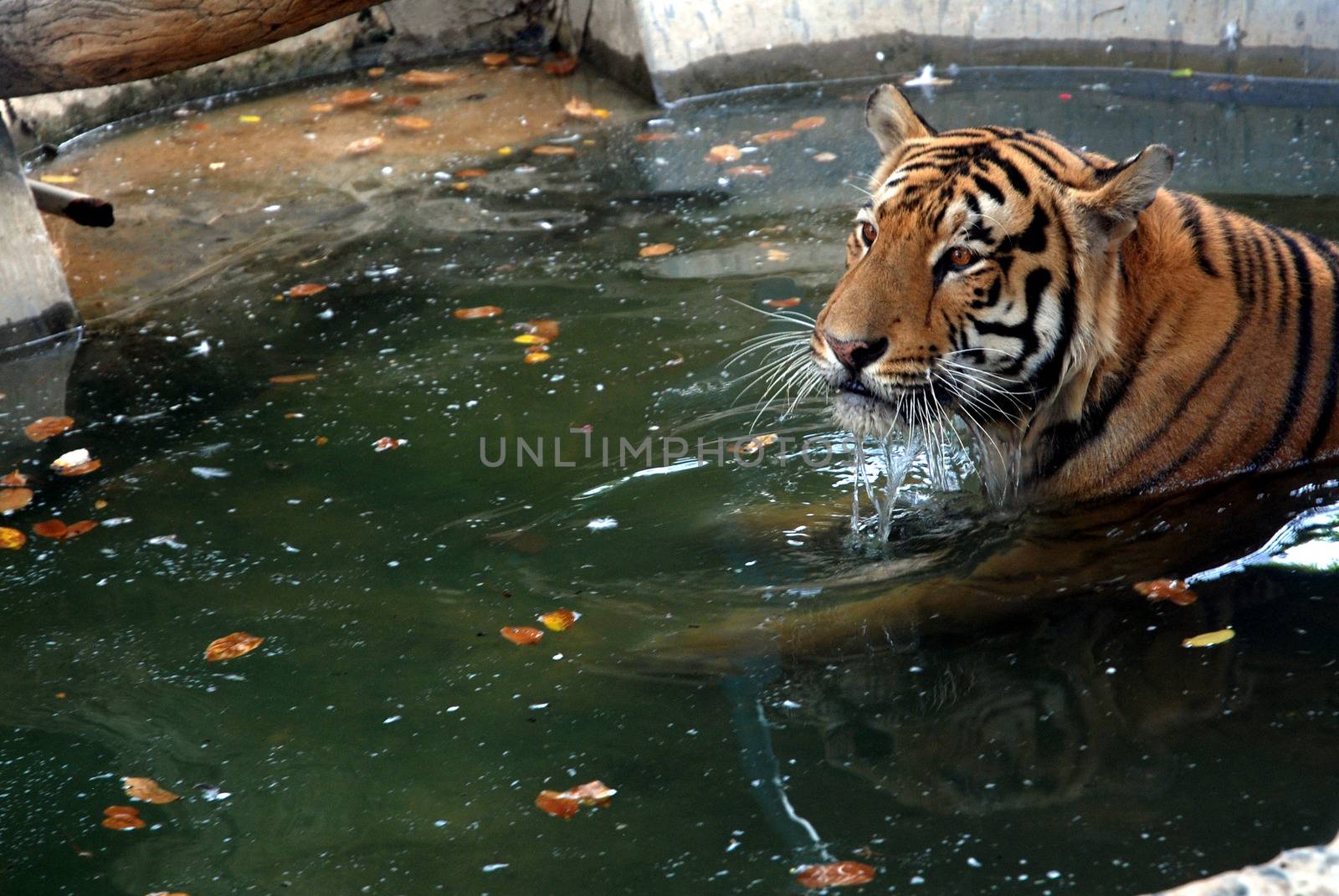 PAKISTAN, Karachi: A tiger braves the scorching heat wave on September 20, 2015 by taking a dip at the Zoological Garden in Karachi, Pakistan.
