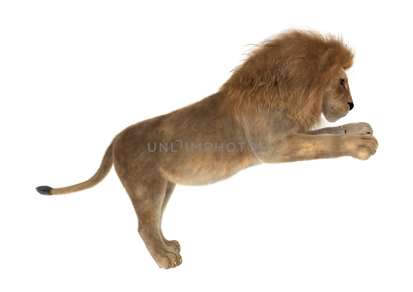 3D digital render of a male lion isolated on white background