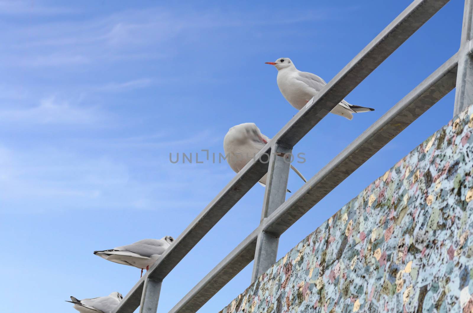 Four seagulls on railing on background of blue sky.