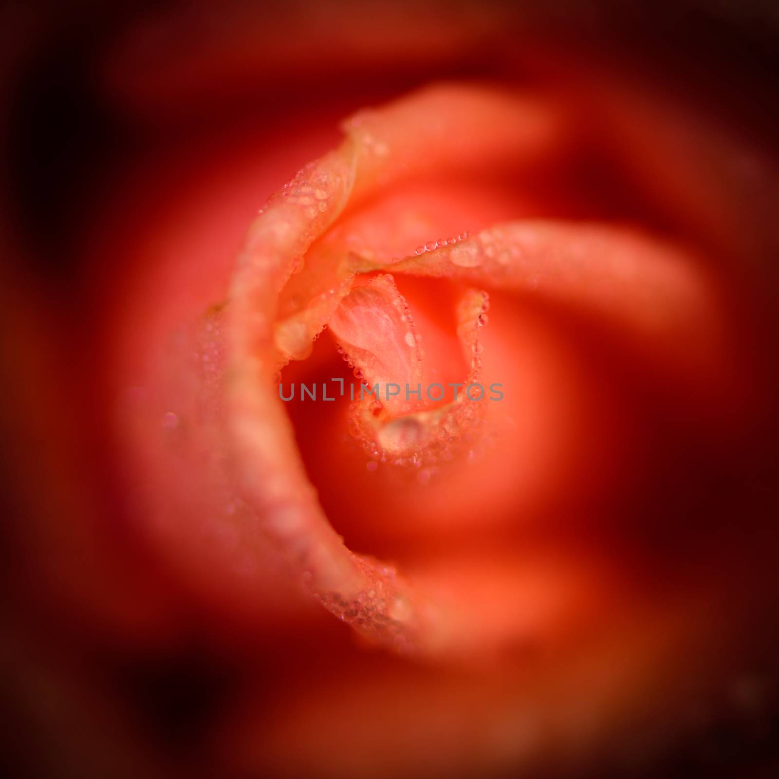 Fragile petals of red rose, soft focus
