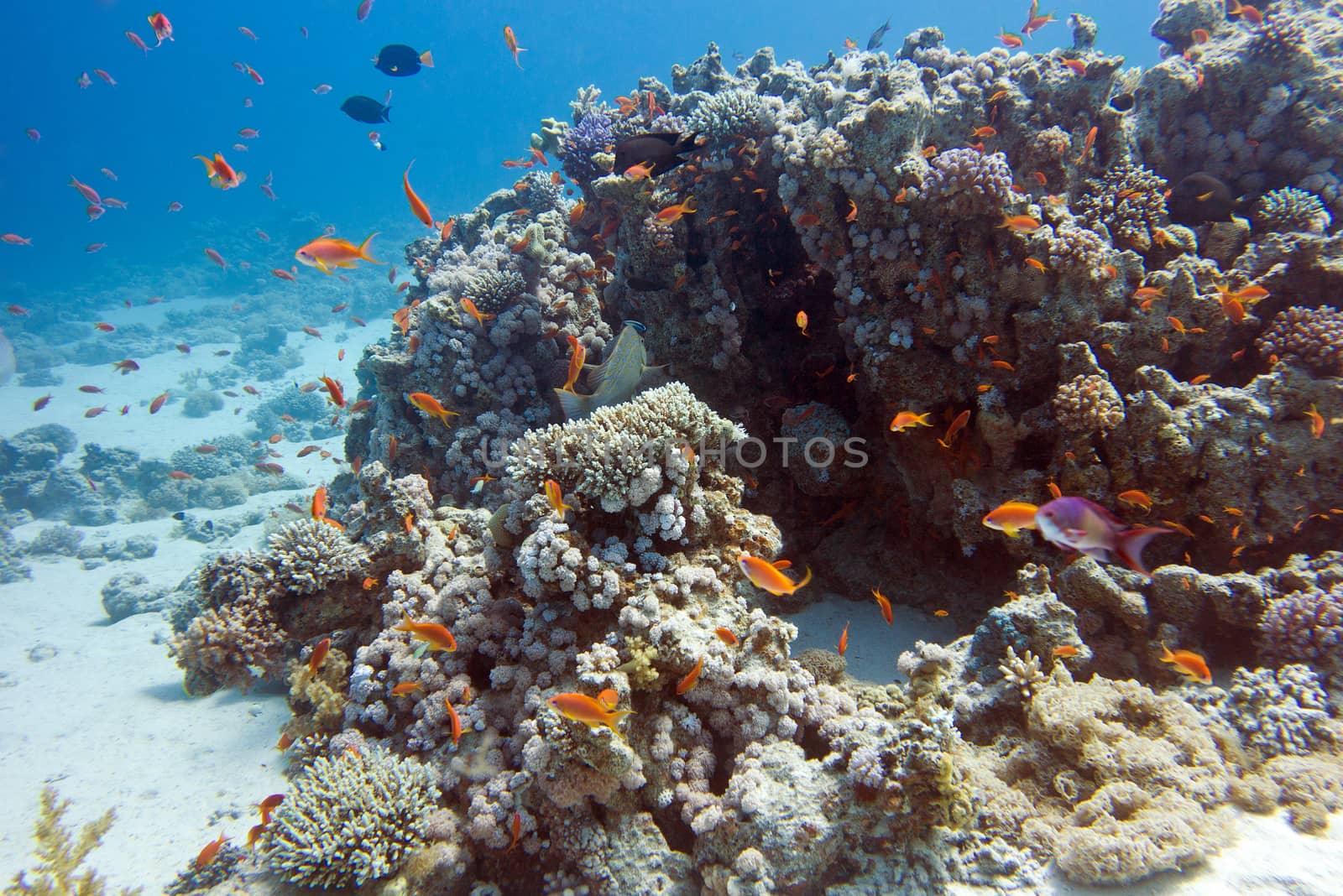 colorful coral reef with exotic fishes Anthias at the bottom of tropical sea, underwater
