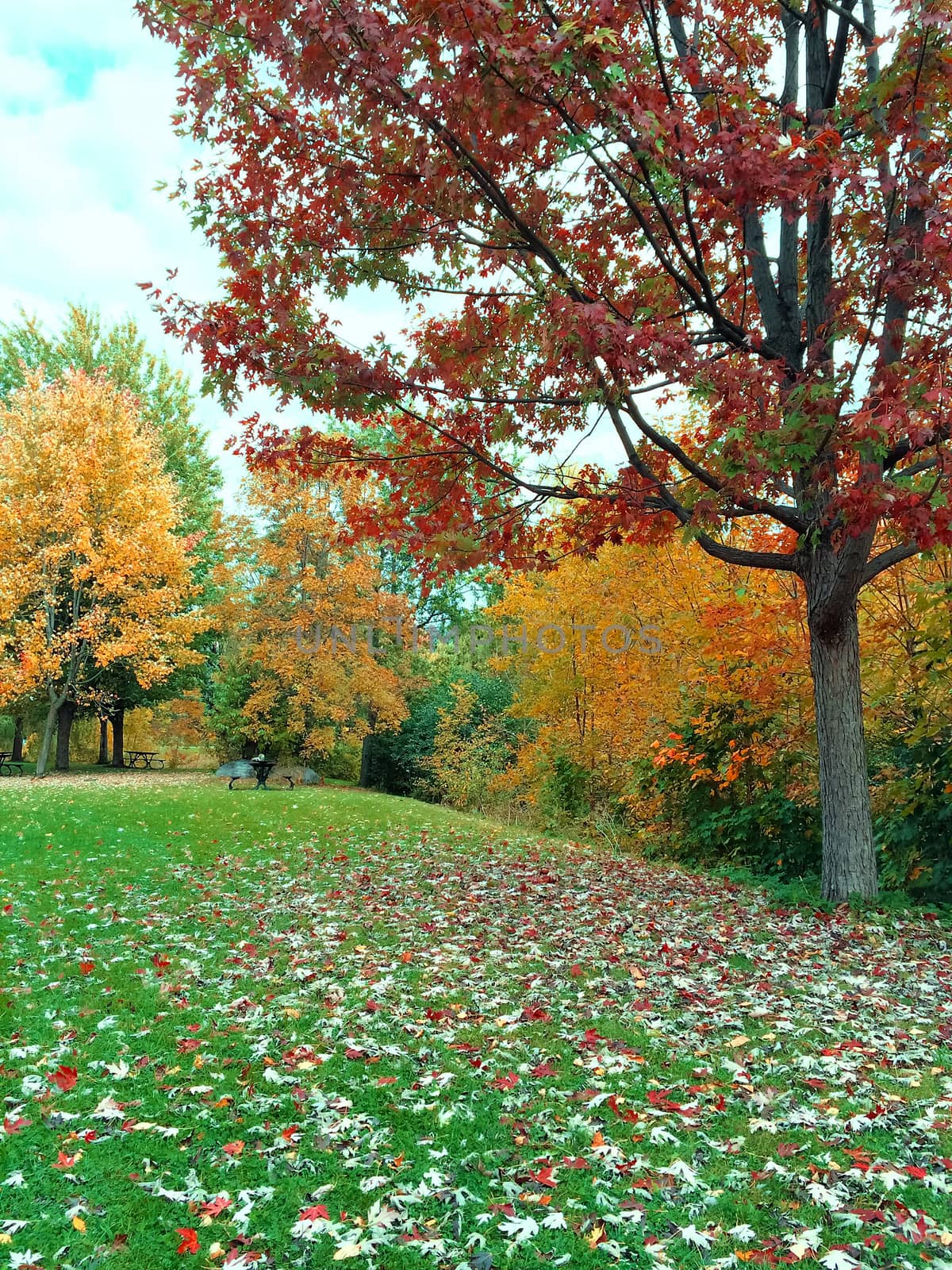 Autumn landscape with green lawn and colorful trees. Quebec, Canada.