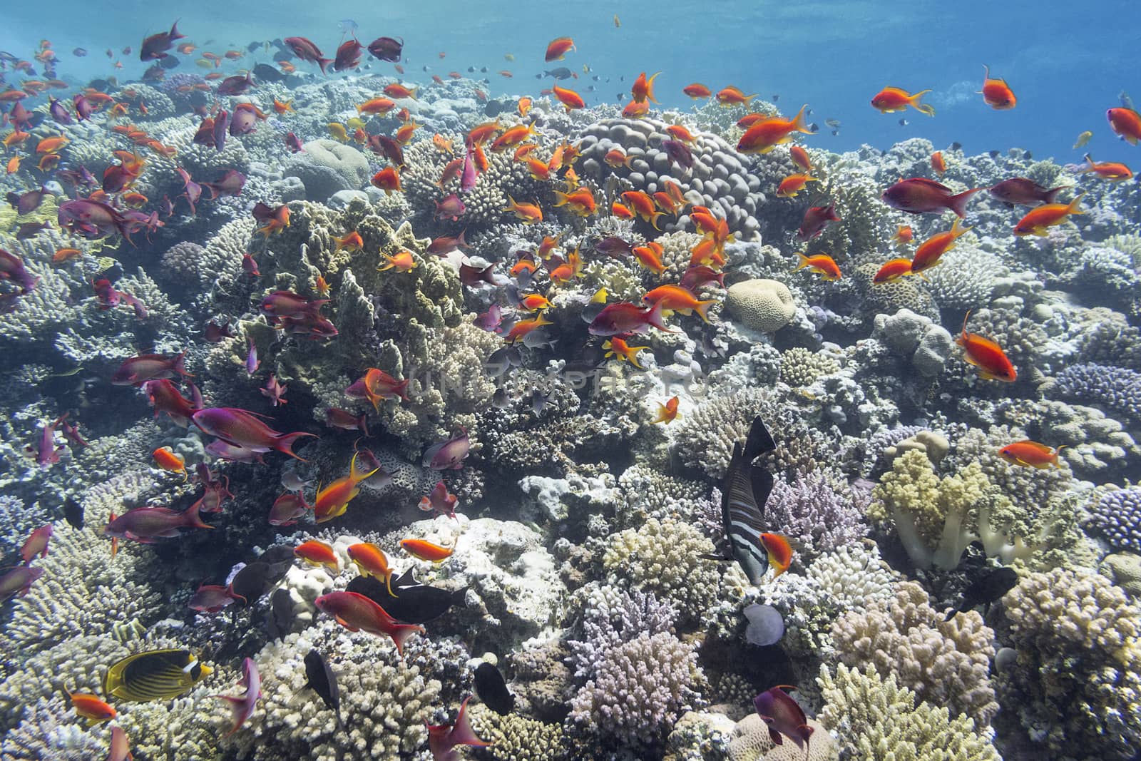 colorful coral reef with exotic fishes at the bottom of tropical sea