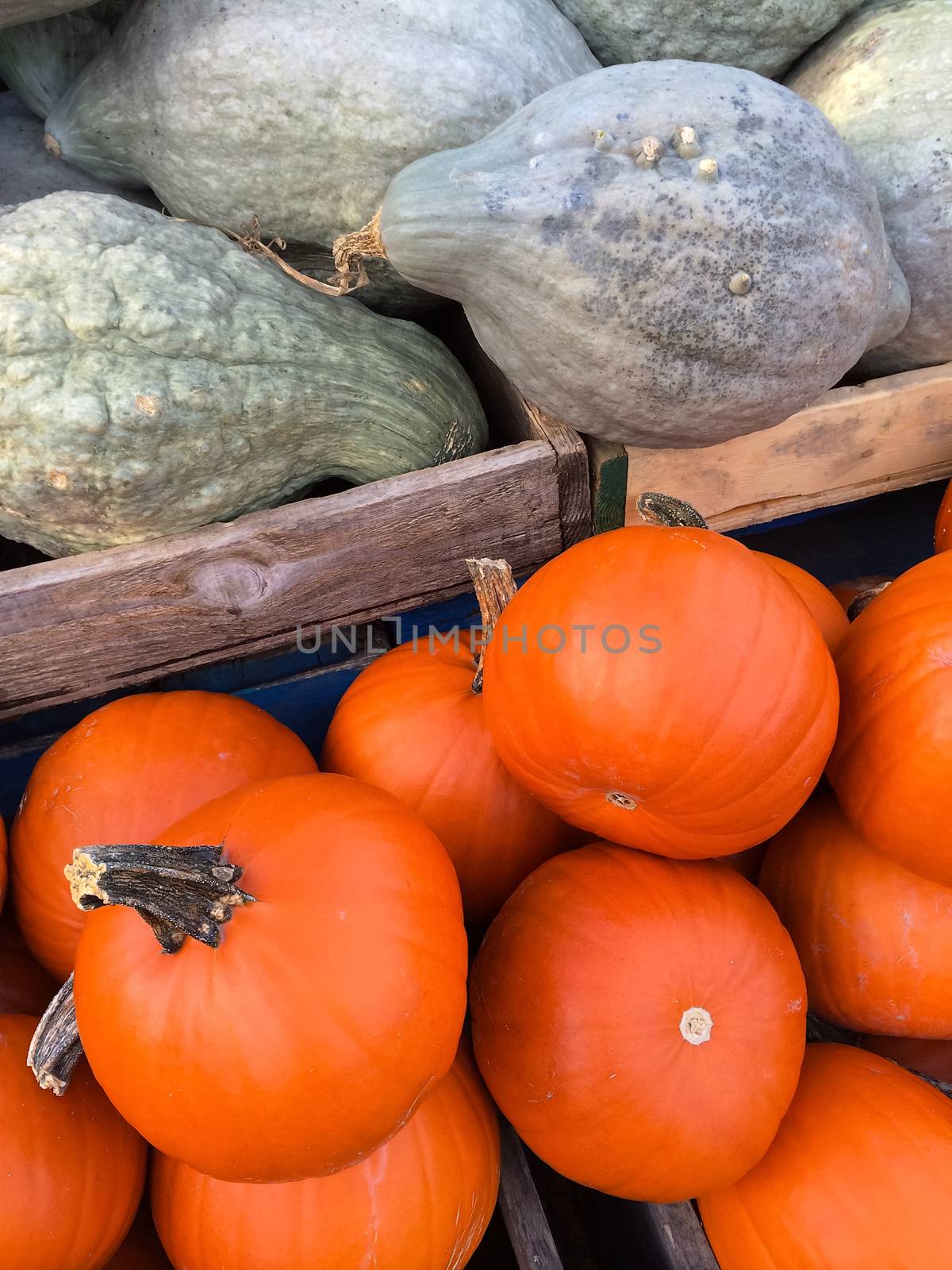 Blue Hubbard squashes and Pie pumpkins at the autumn market.