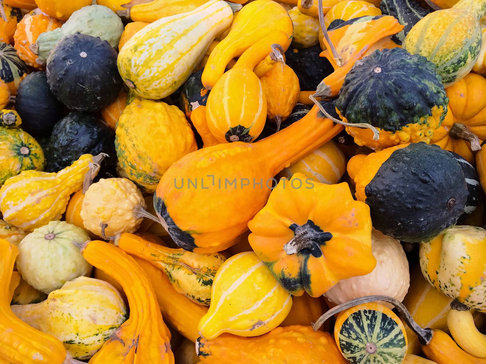 Bright orange gourds and squashes by anikasalsera