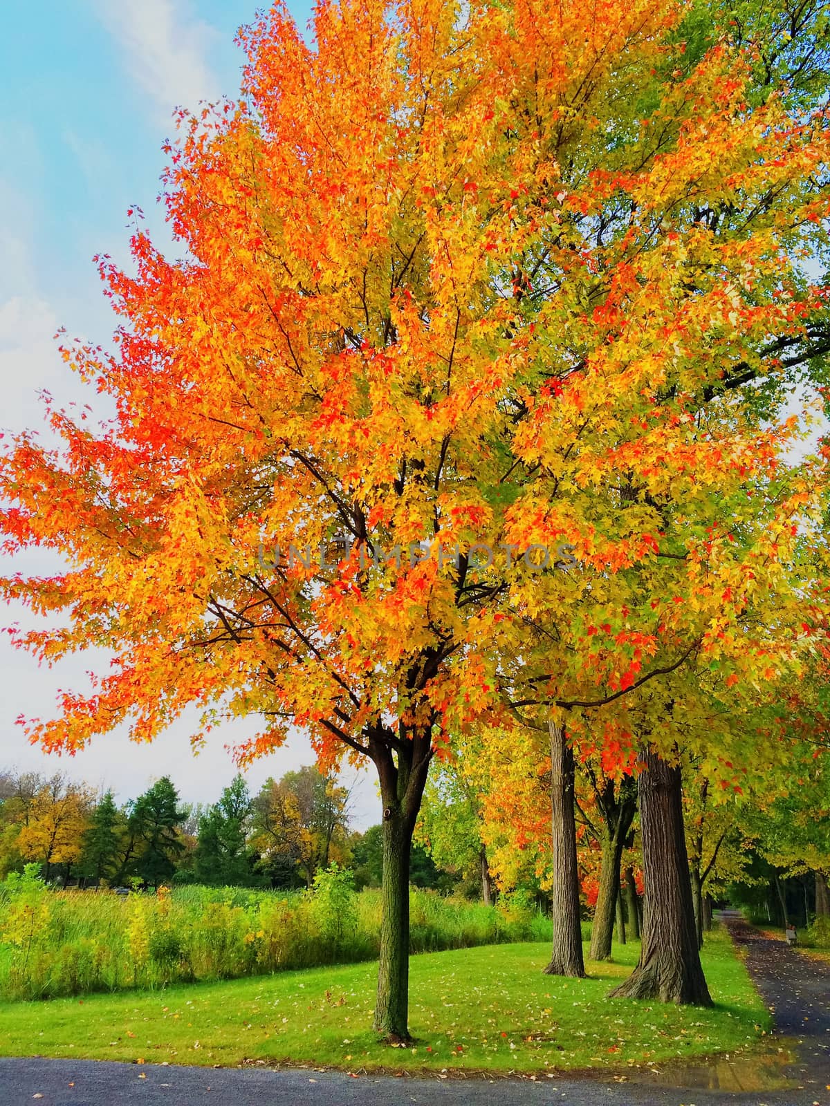 Bright autumn trees in a park. Quebec, Canada.