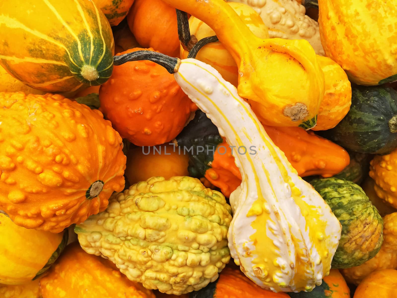 Orange gourds of different shapes at the autumn market.