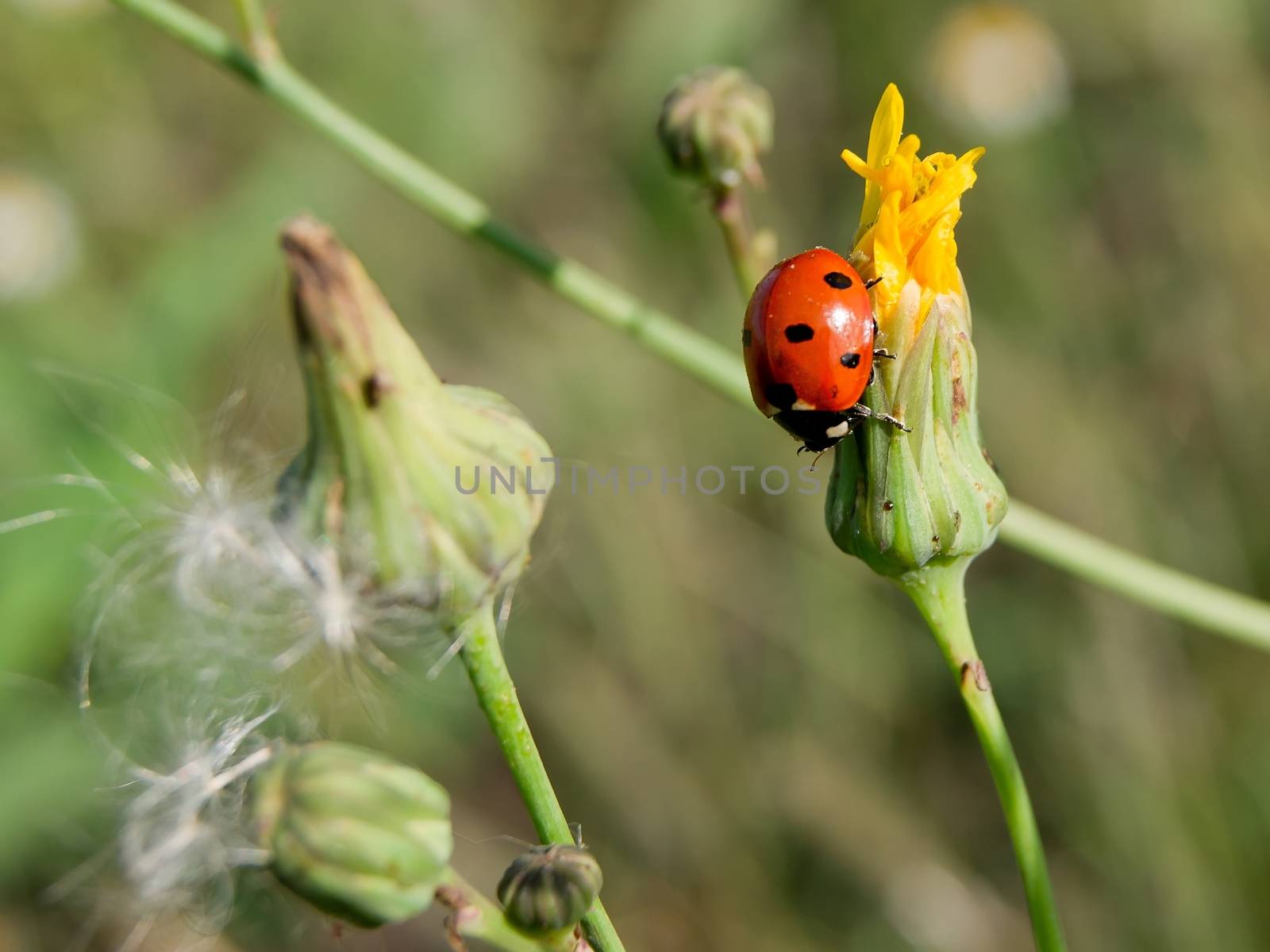 Ladybug crawling on the leaves of arbor vitae.