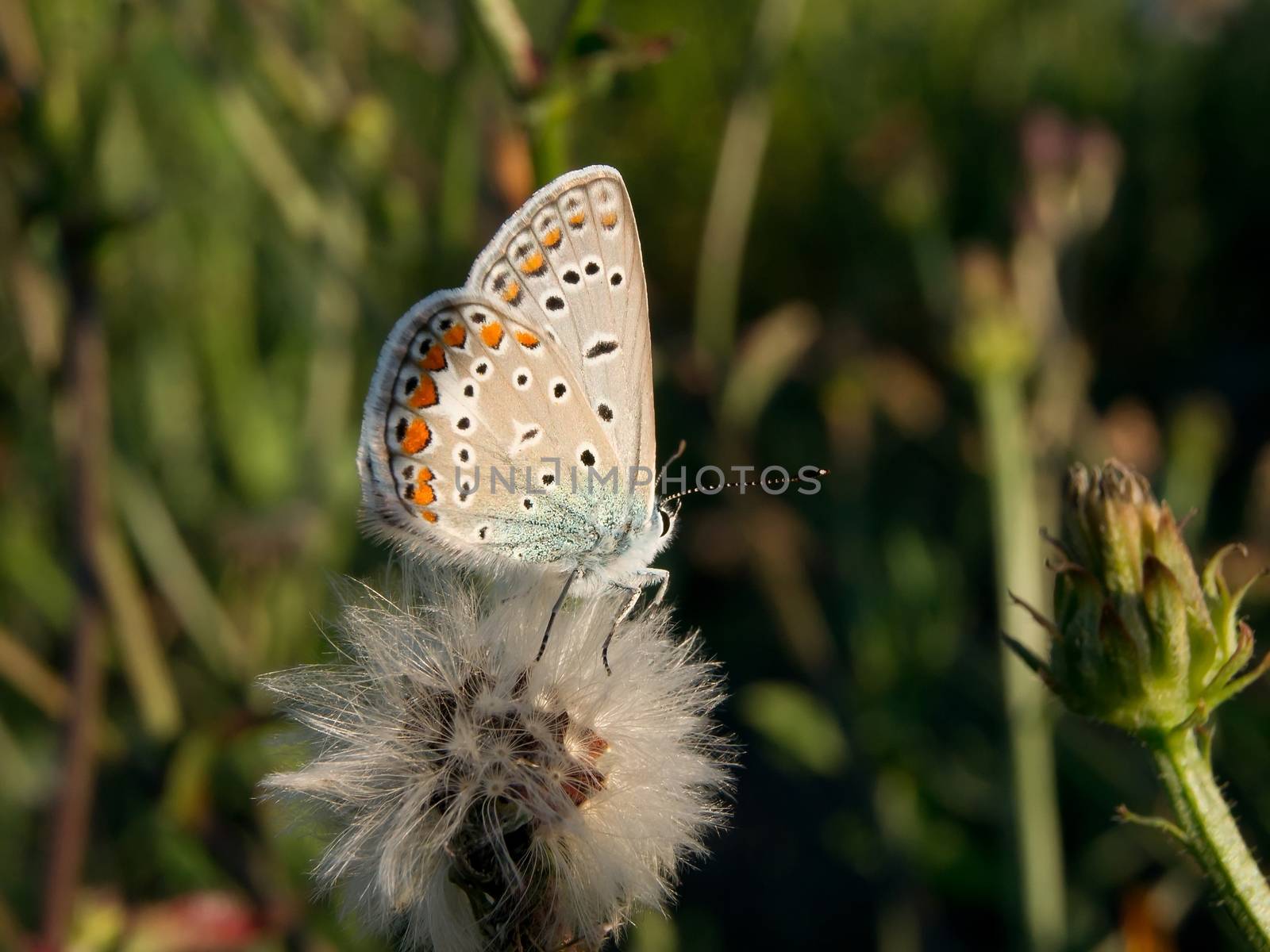 Common blue (Polyommatus icarus) in the autumn flowers.