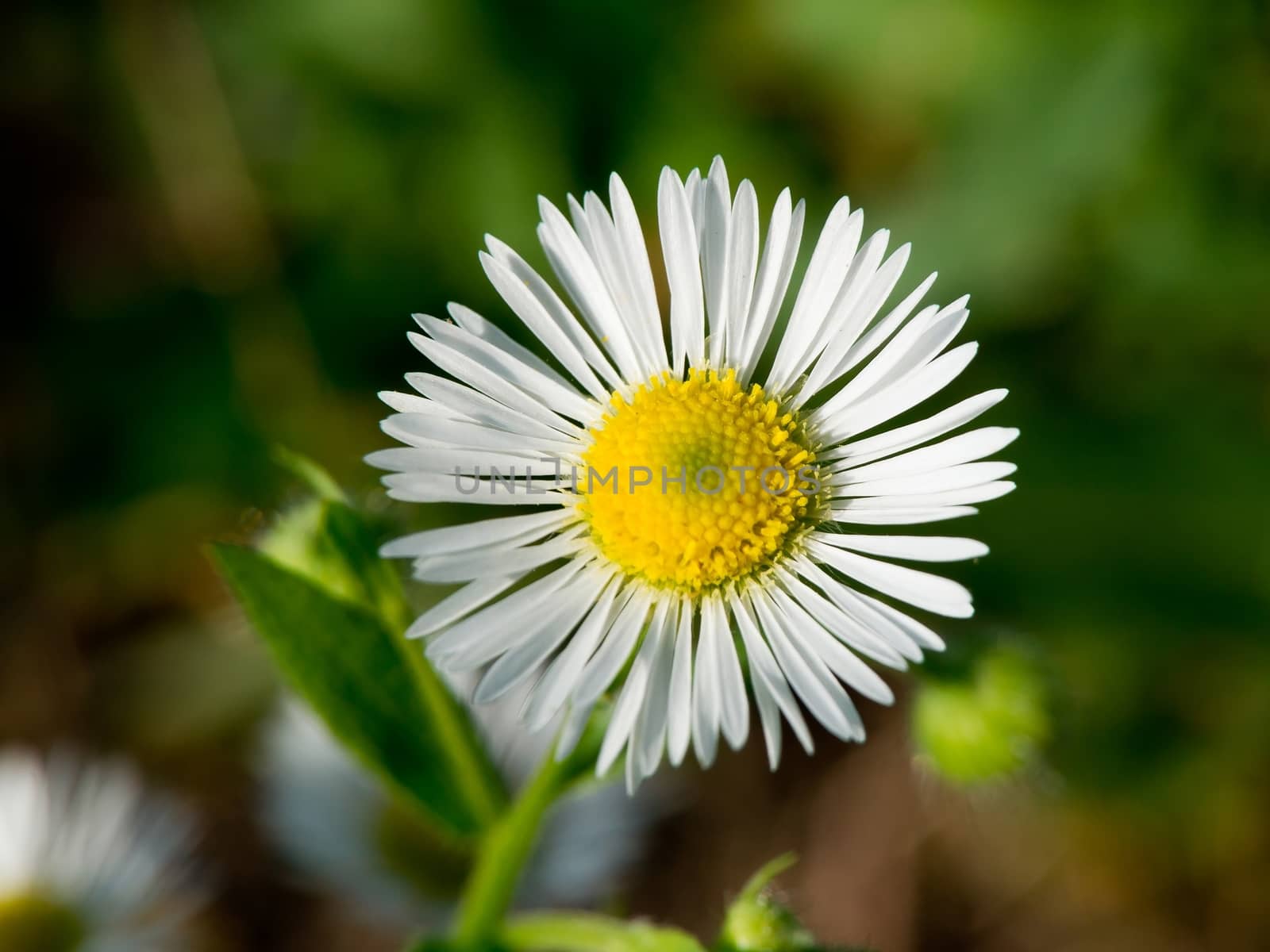 The autumn field daisy fleabane (Stenactis annua) opens.