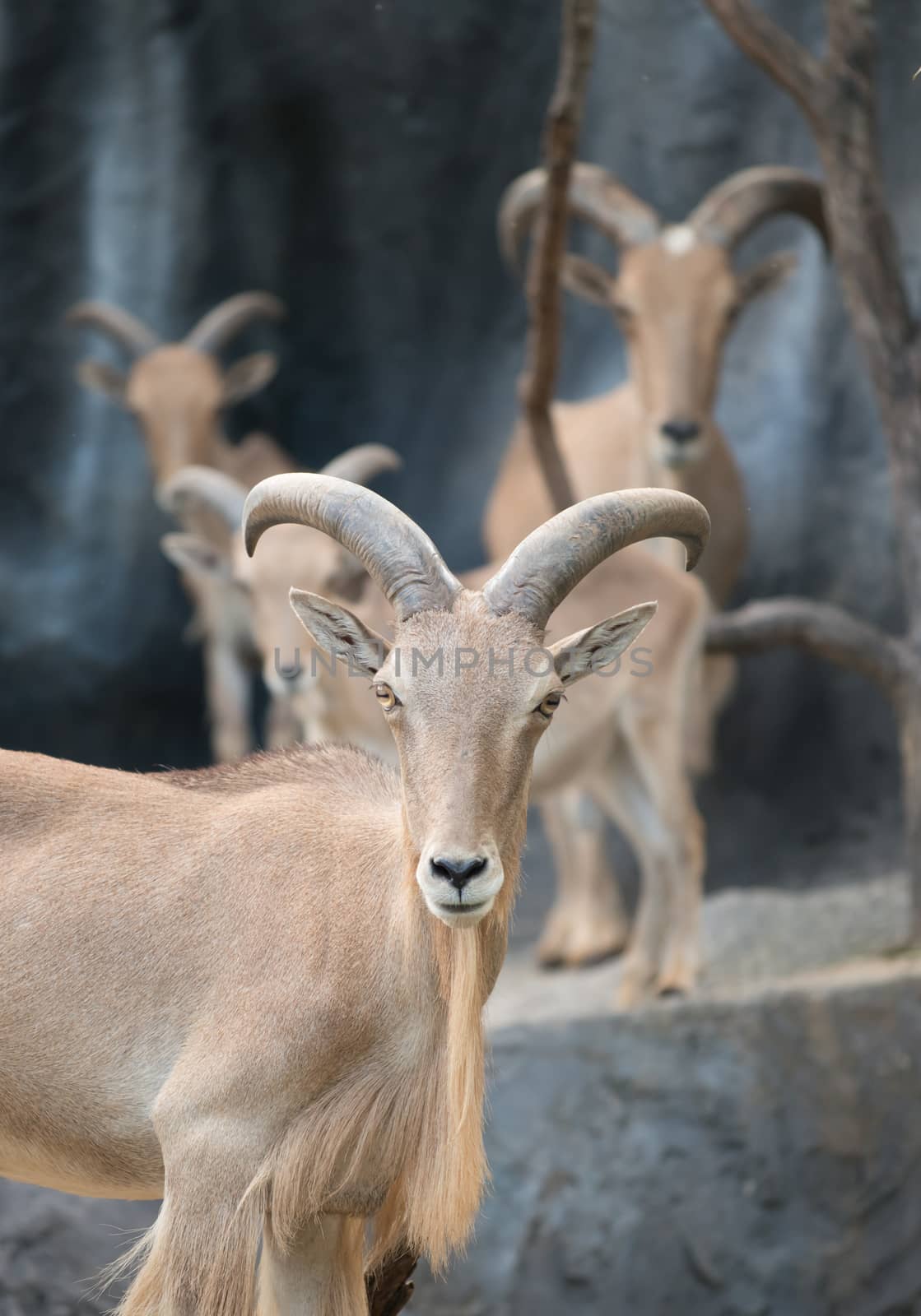 male Barbary sheep (Ammotragus lervia) by anankkml