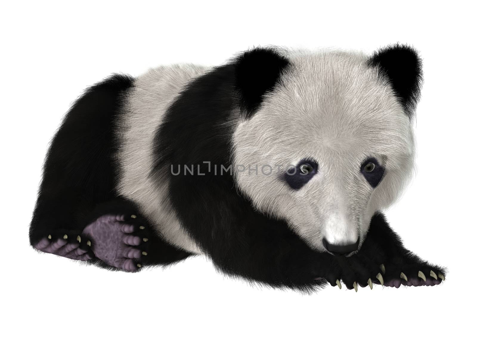 3D digital render of a panda bear cub resting isolated on white background