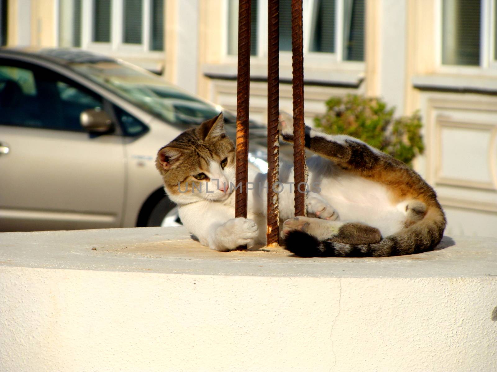 cat playing