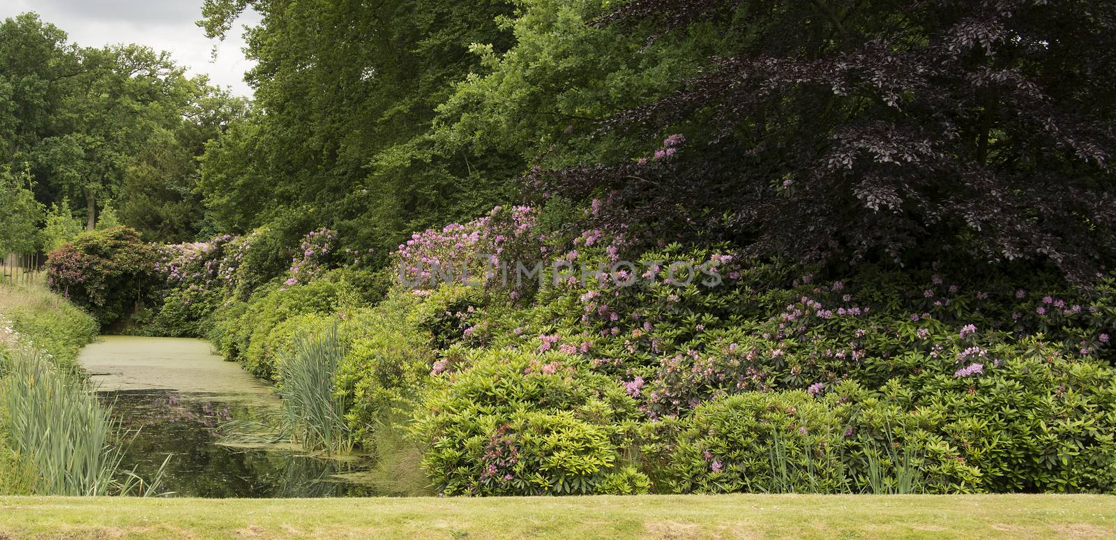 english garden with Rhododendron plants and flowers