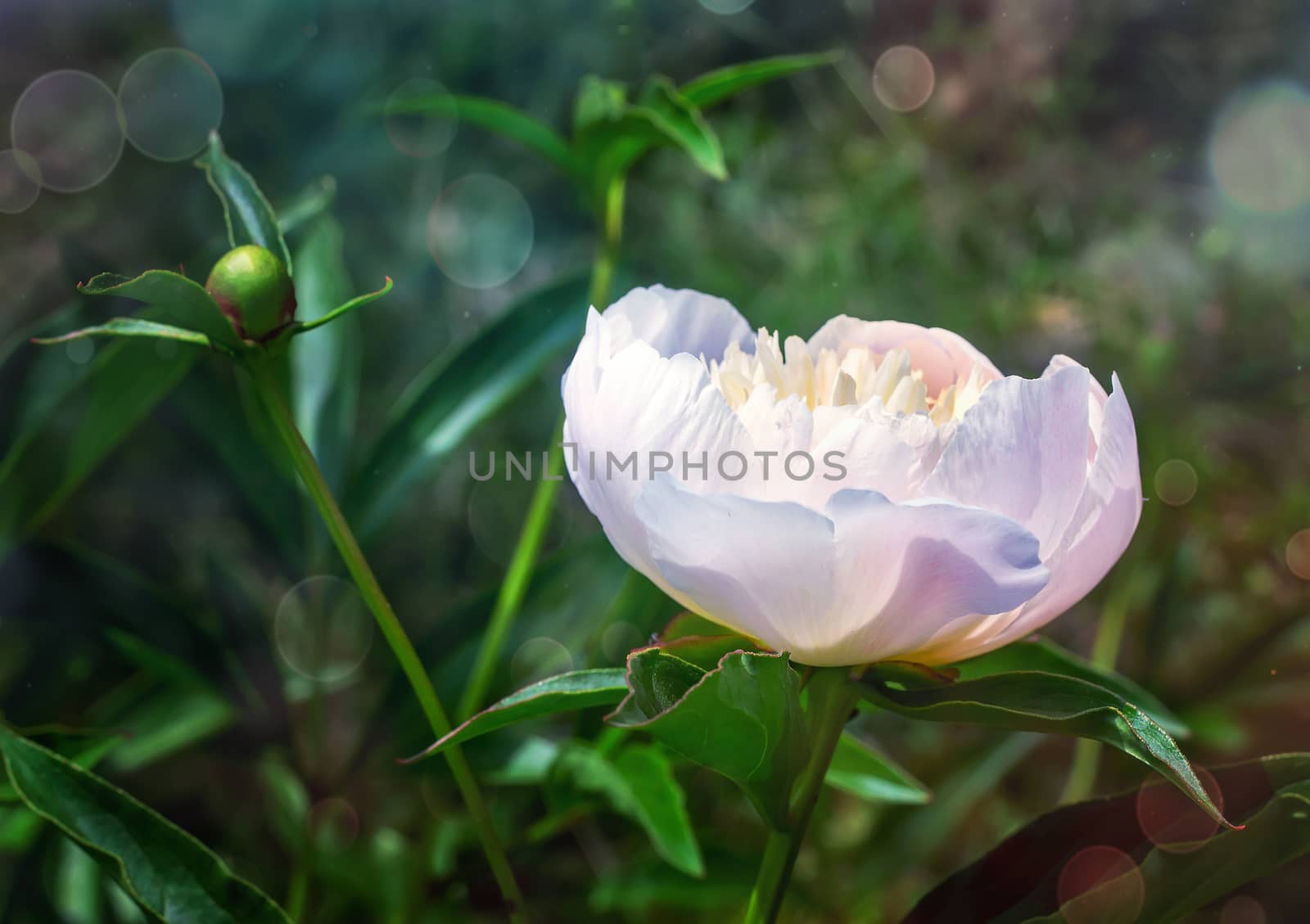 The beautiful large white peony blossoming in a garden among the green leaves, is photographed by a close up.