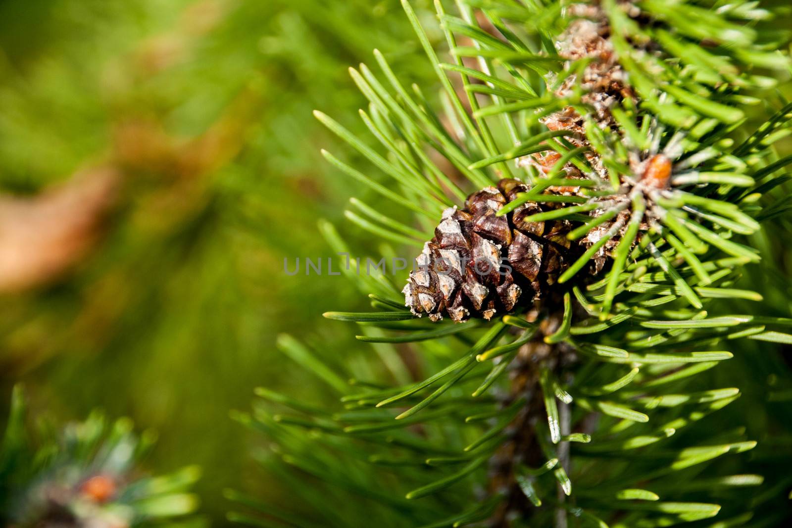 pine cone on a green branch lit by the sun