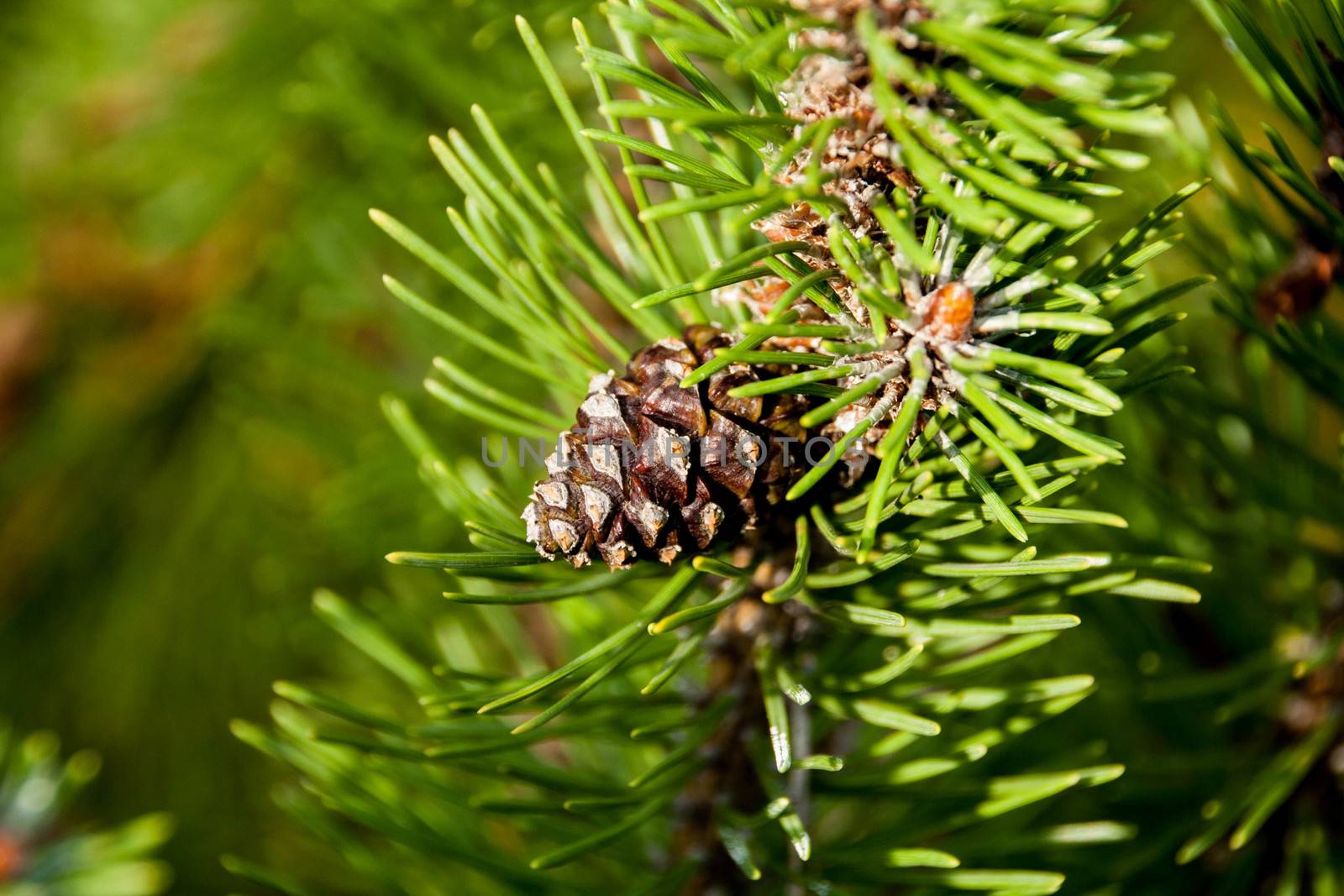 pine cone by alexx60