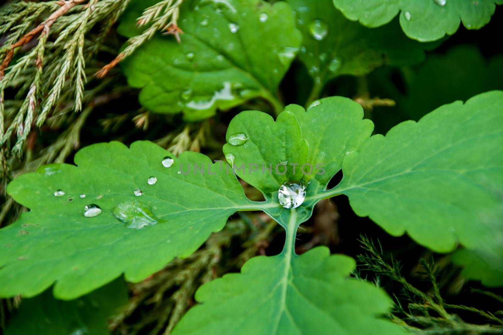 Close-up of fresh green foliage with water drops after rain