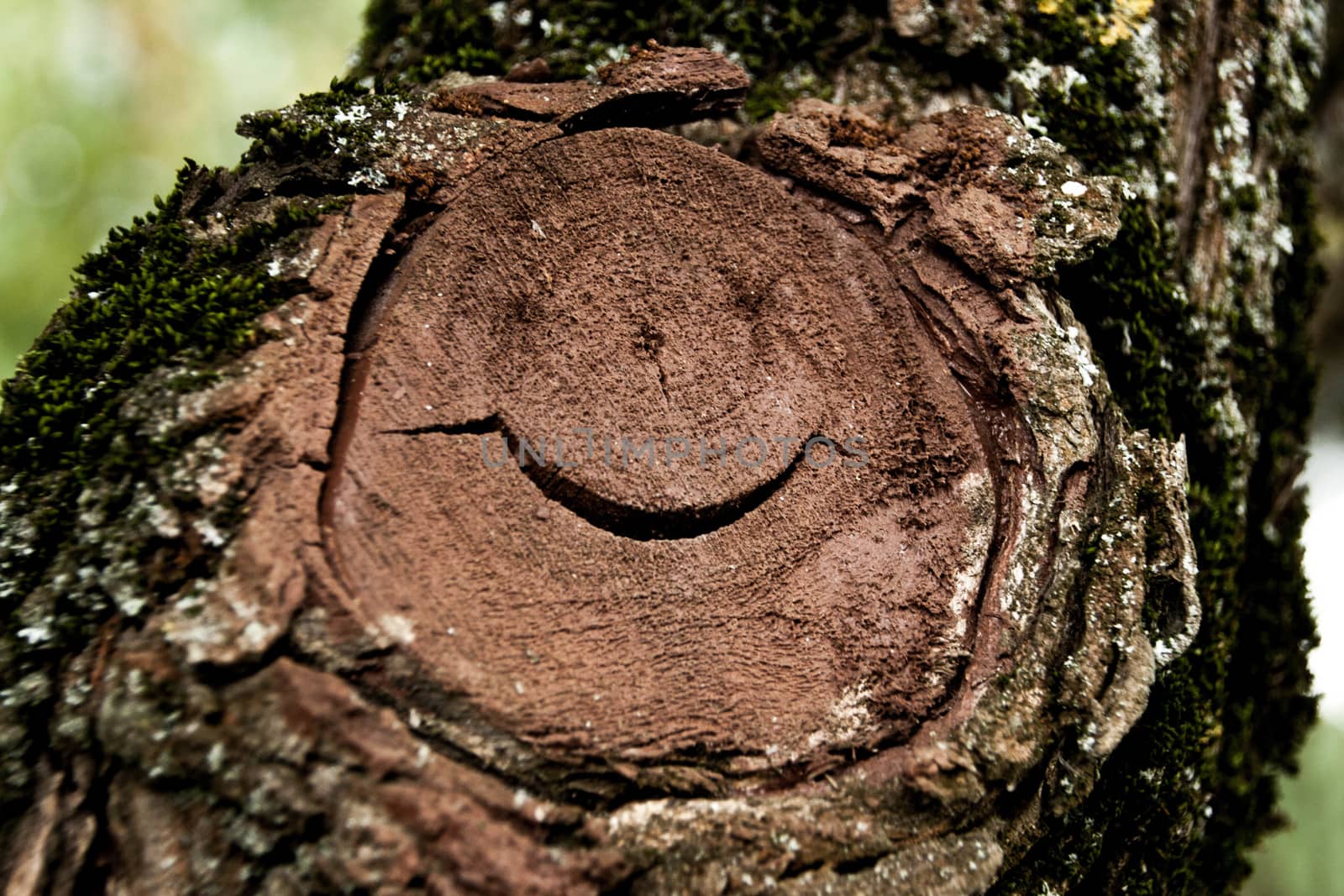 funny face on the tree stump in a city Park