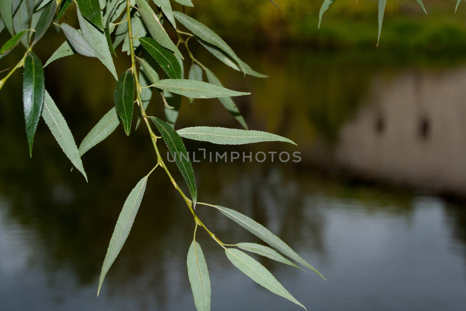 tree branch on a background of the river by alexx60