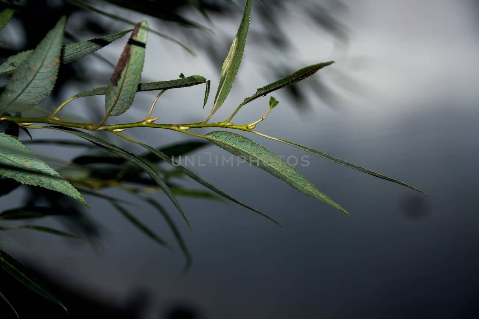 green tree branch on a background of the river