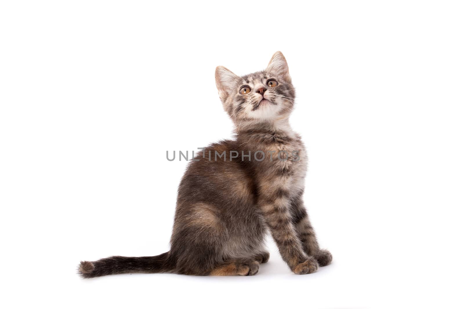 Studio portrait of adorable young grey kitten