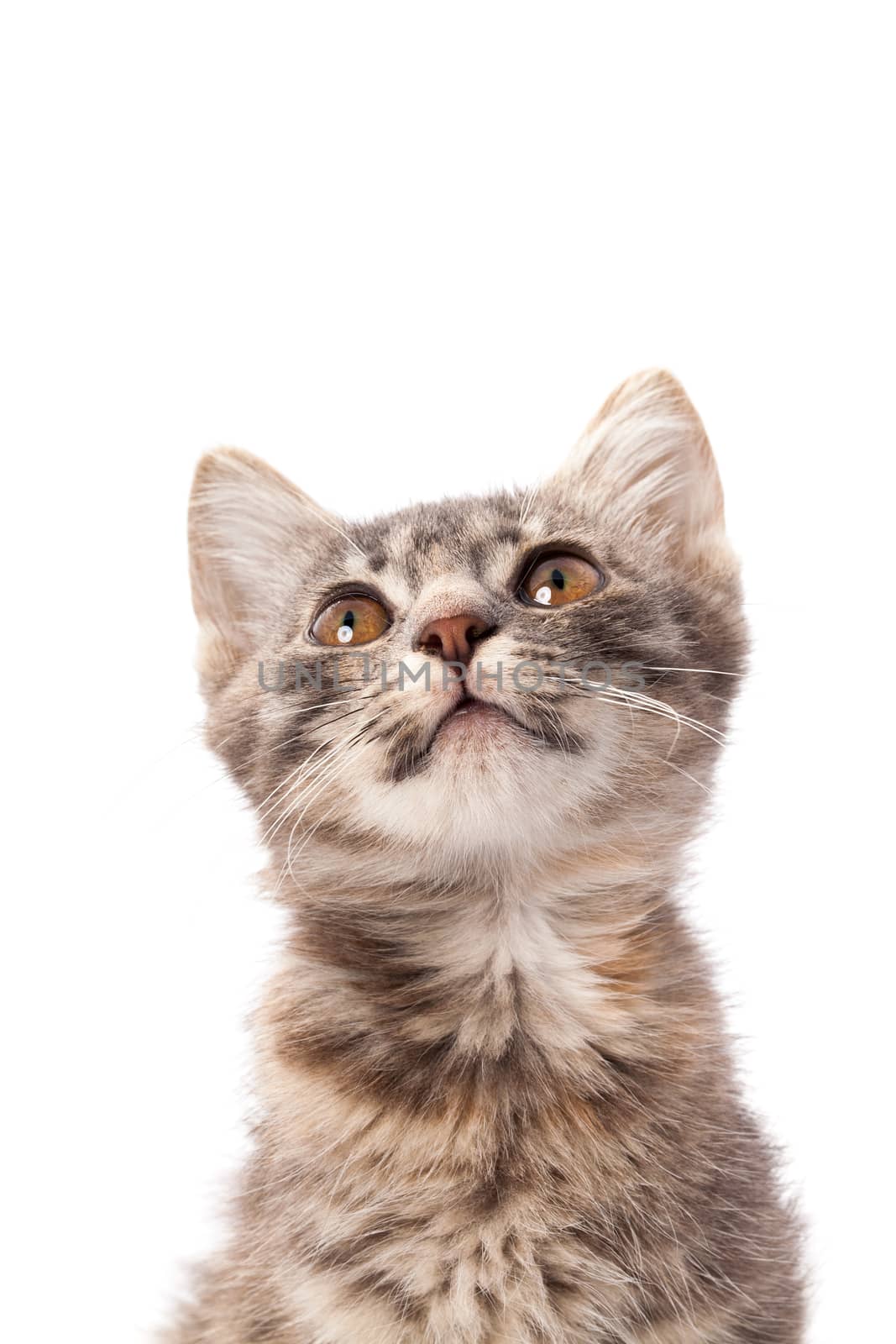 Studio portrait of adorable young grey kitten