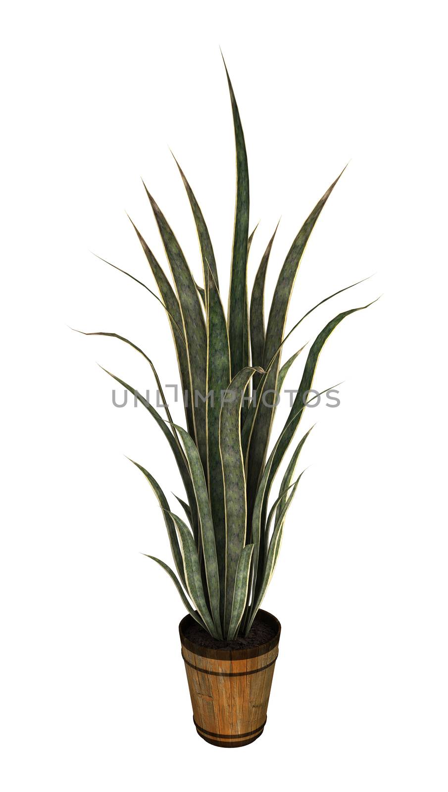 3D digital render of a sansevieria isolated on white background