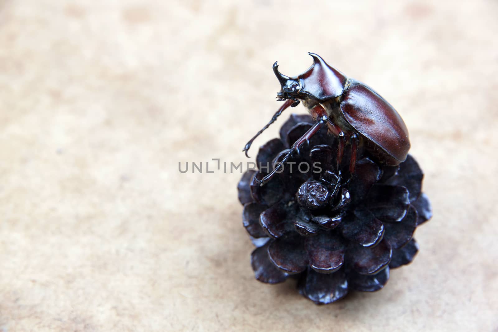 Dynastinae big unicorn beetle on dry pine cones