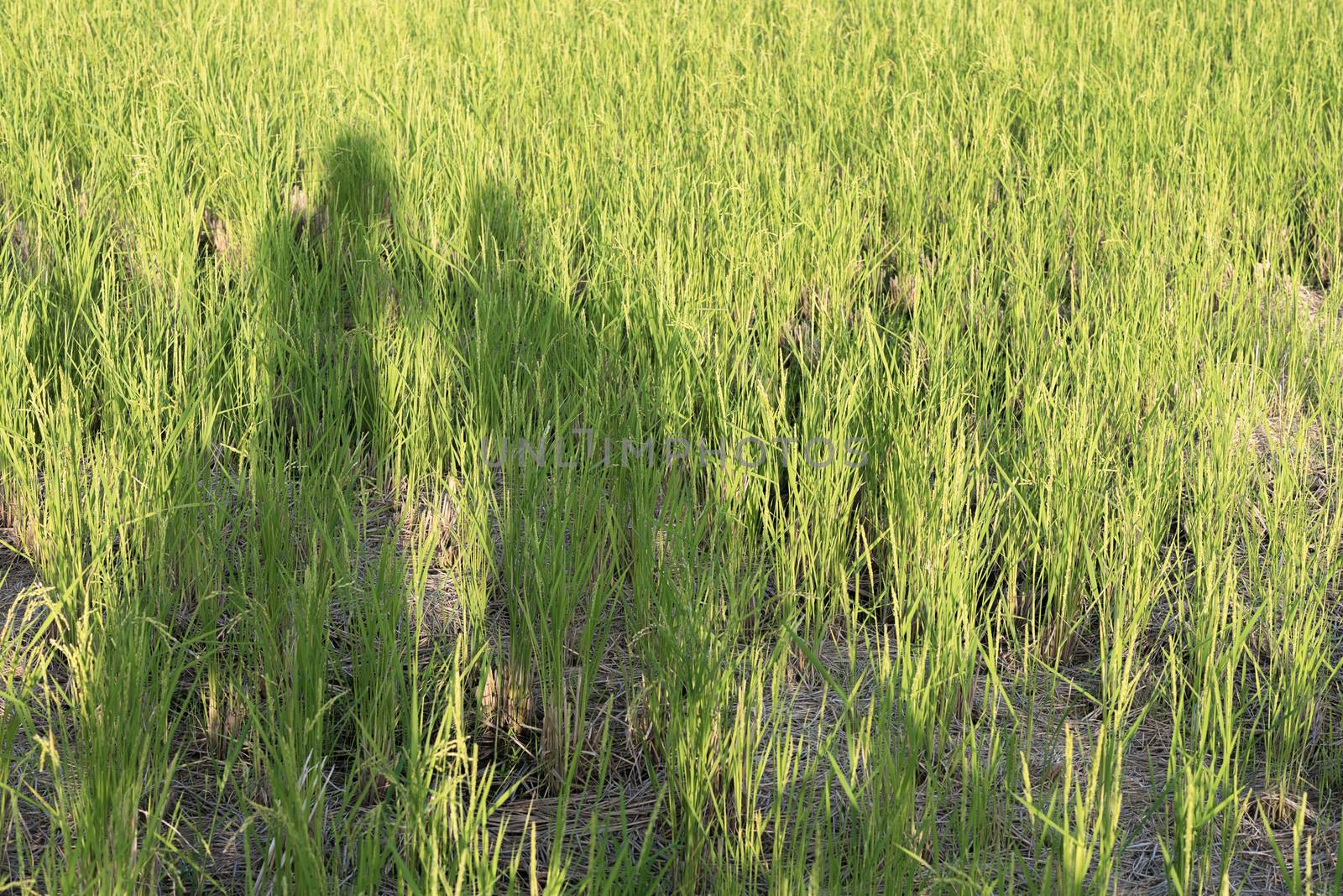 A shadow of a man and woman in a rice field on a sunny day.