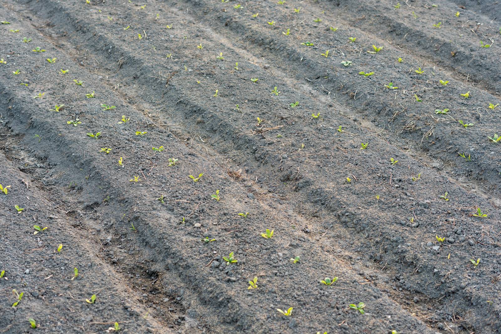 Rows of newly planted plants in a field of dirt.