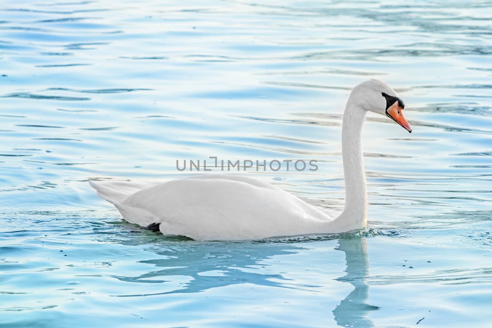 white swan by aldorado