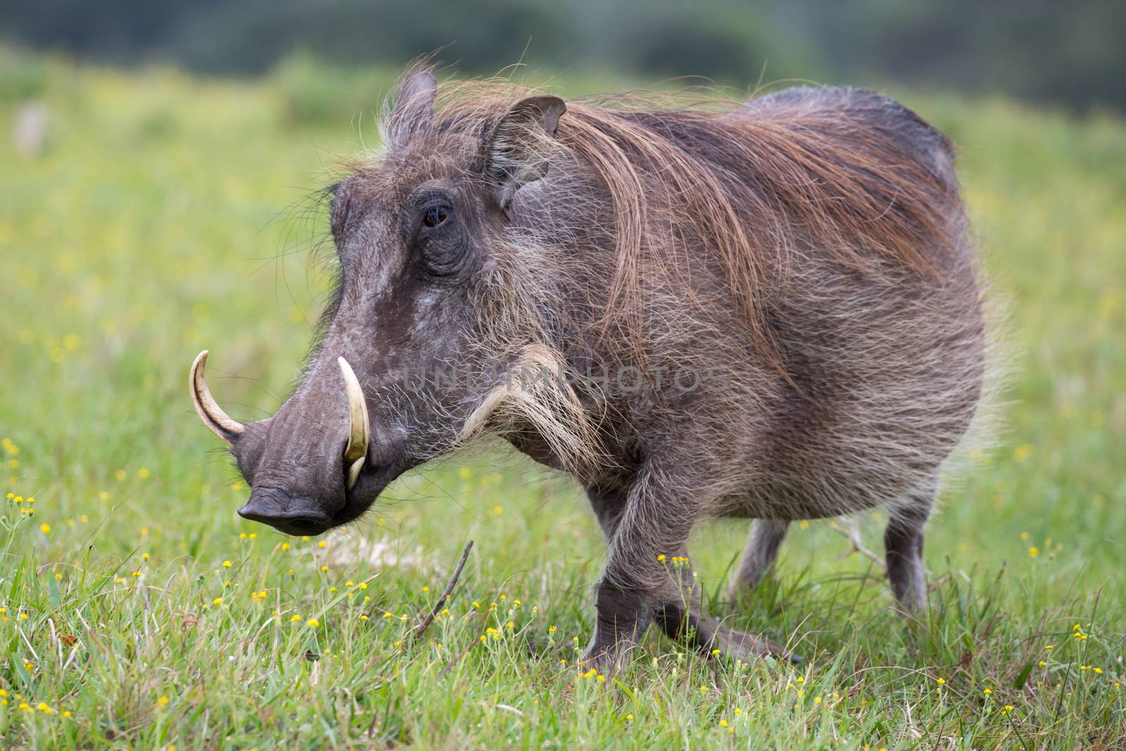 Large warthog with tusks and coarse shaggy hair