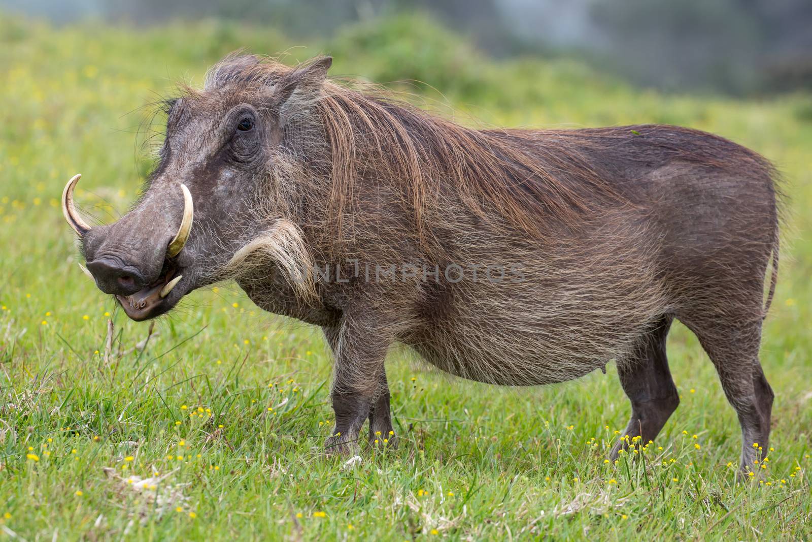 Large warthog with tusks and coarse shaggy hair