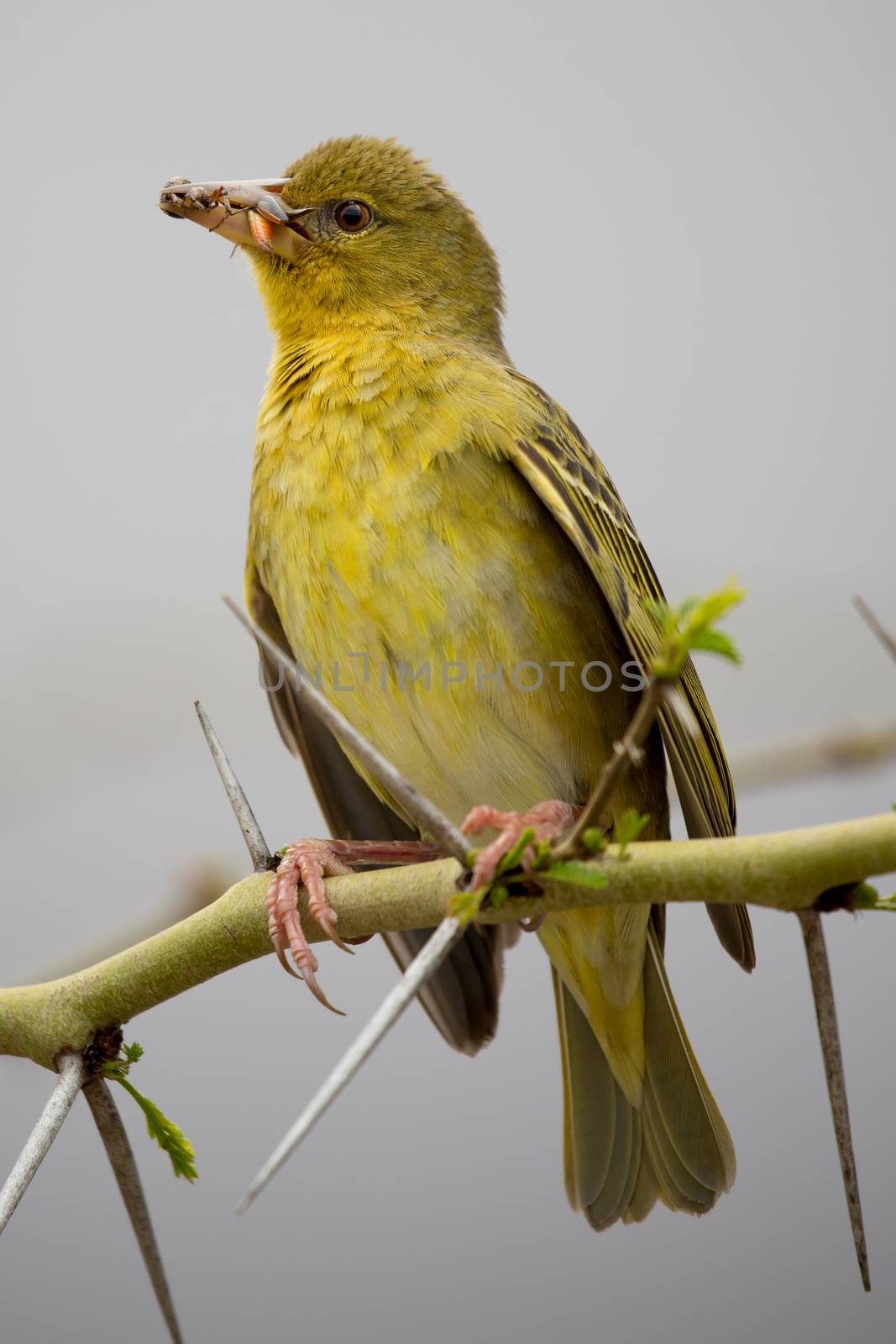 Pretty Cape Weaver Bird with insects that it has caught in it's beak