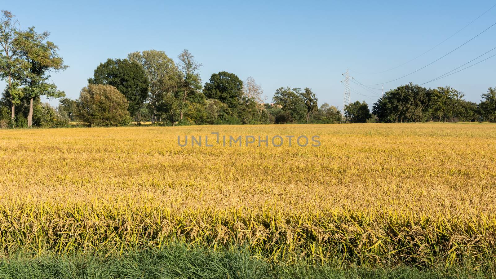 In the picture rice field during the day