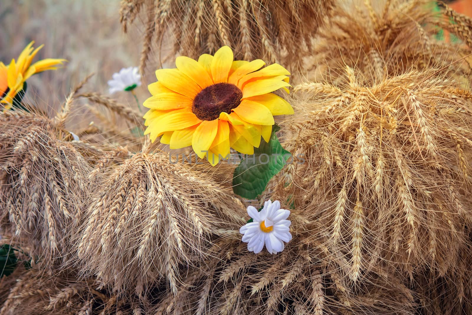 Still life:beautiful white and yellow artificial flowers surrounded by ears of ripe rye.