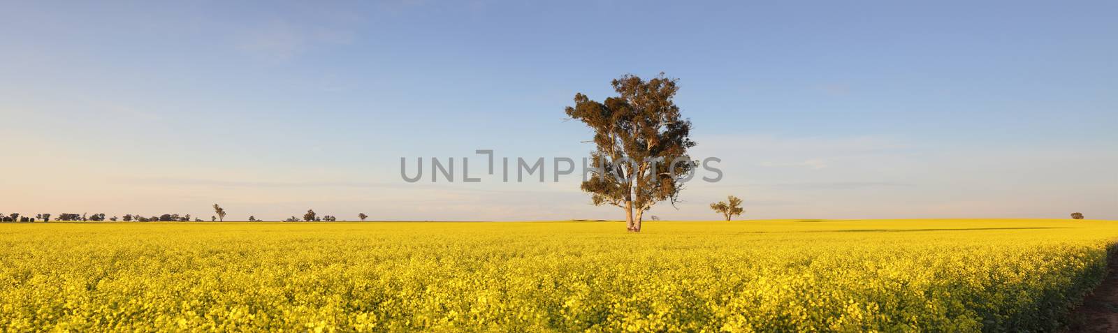 The landscape becomes a sea of bright yellow in spring when the canola crops burst into flower.  Morning light Canowindra
