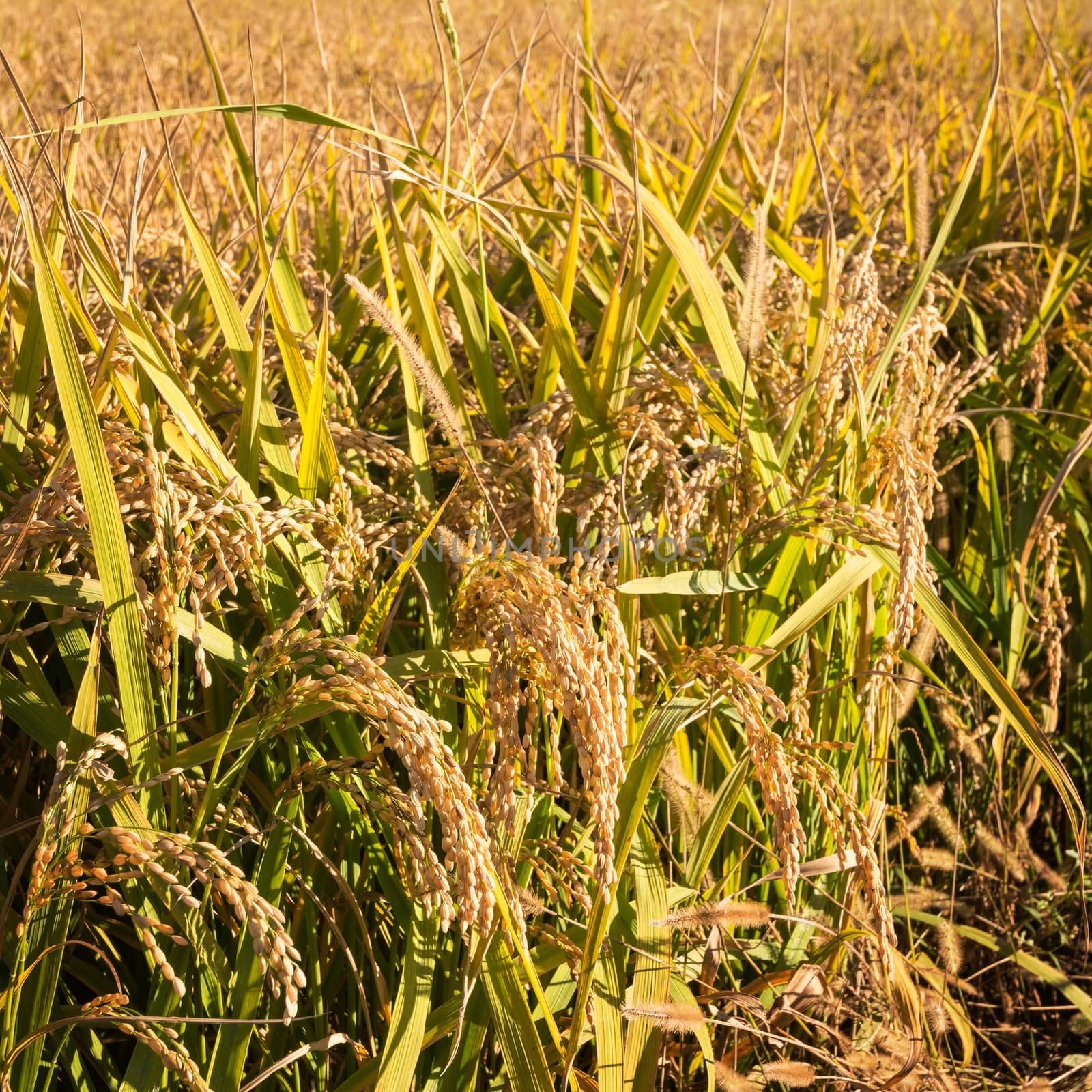 In the picture ears of rice close-up shots