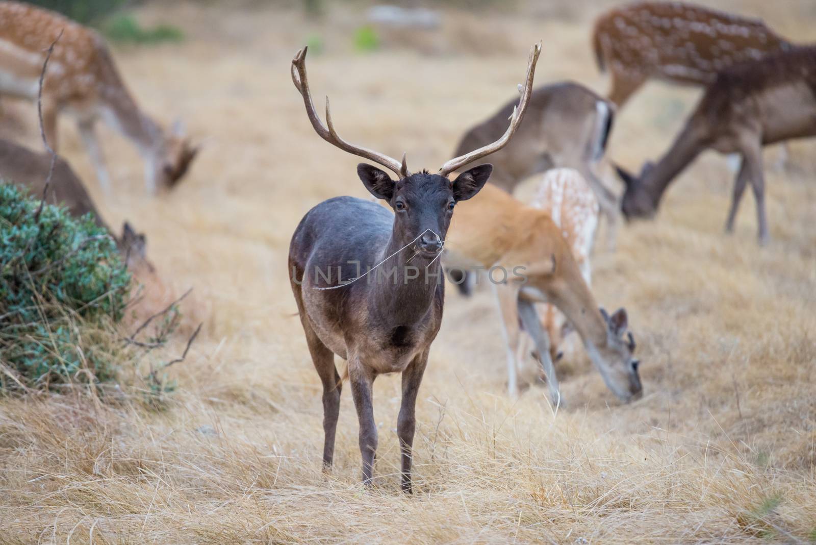 South Texas Chocolate Fallow standing facing forward