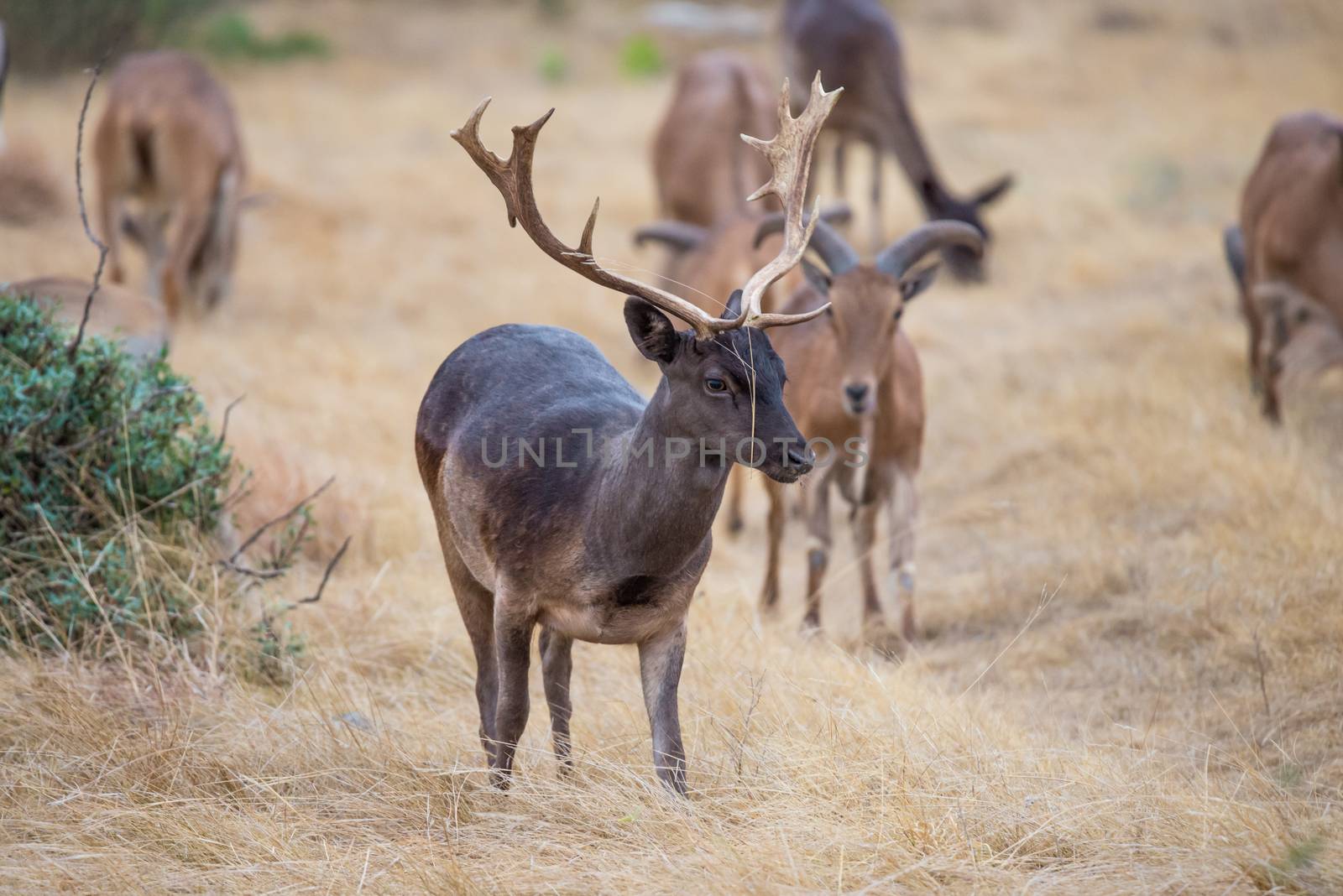 South Texas Chocolate Fallow standing facing forward to the right