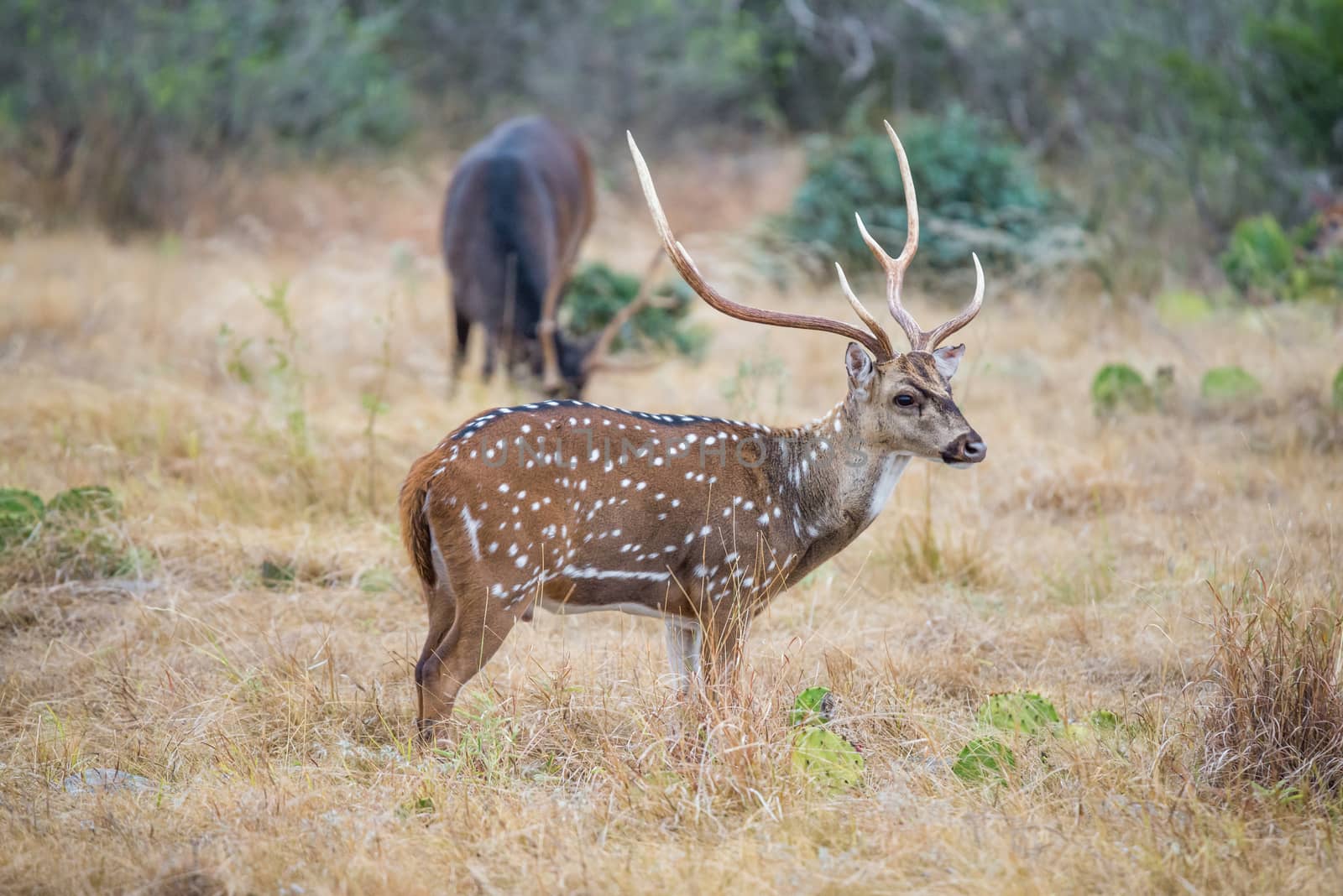 Champion South Texas axis buck standing looking to the right