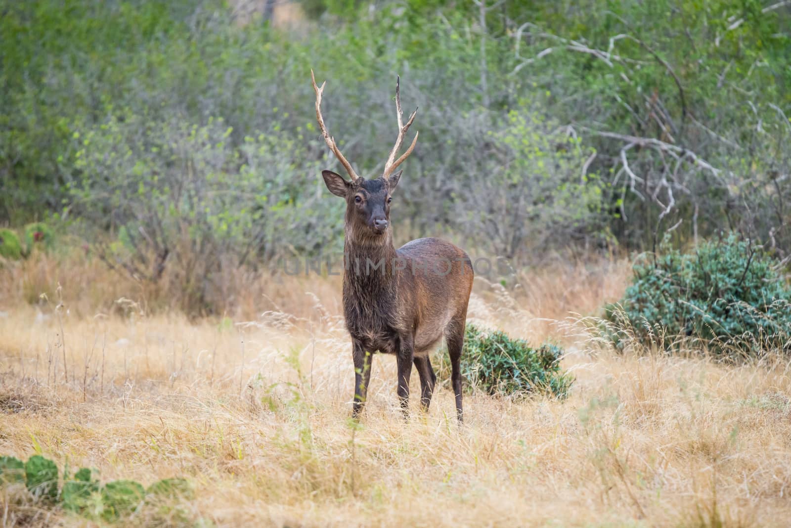 South Texas sika deer buck standing in a field
