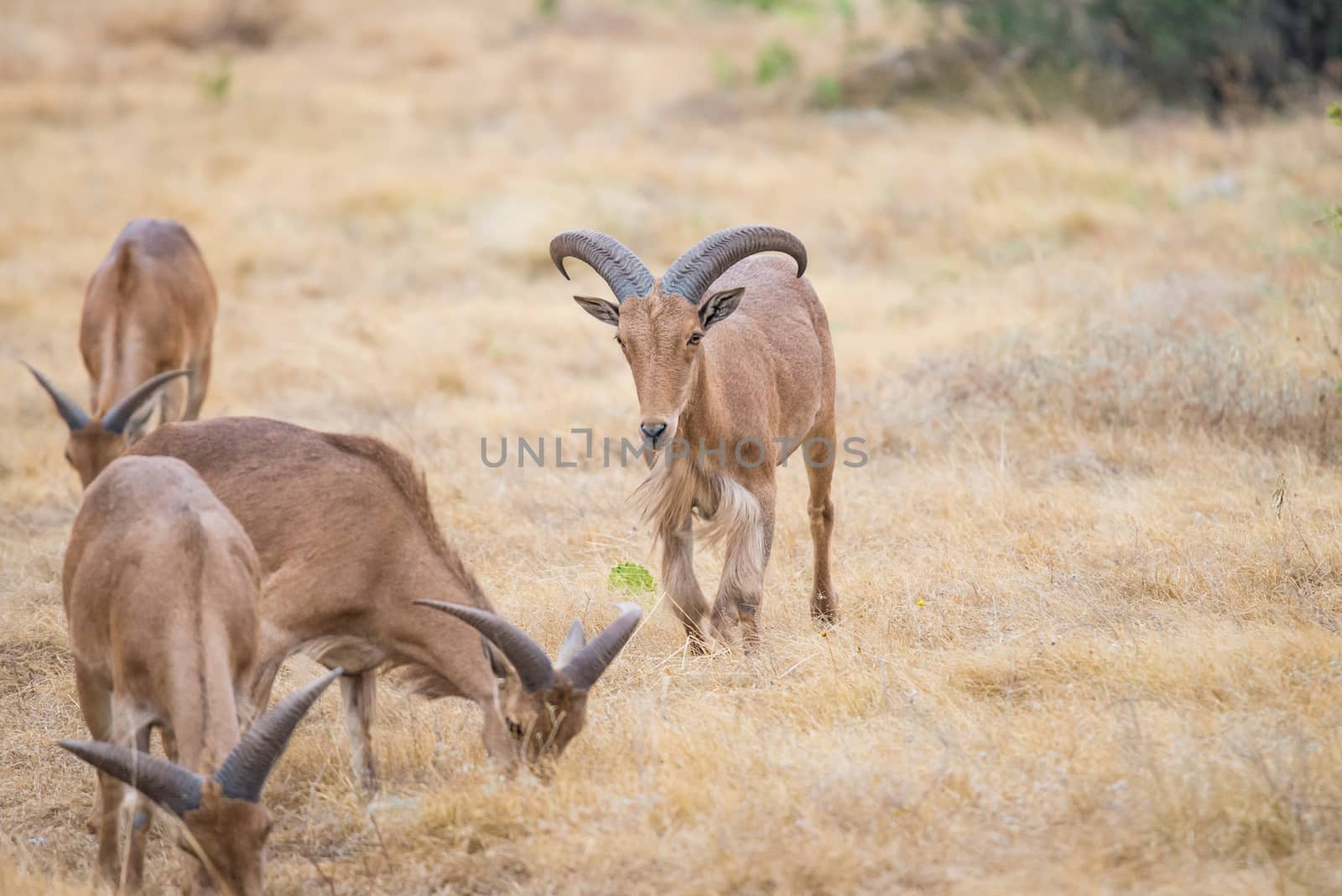 Aoudad Ram walking proudly in field towards a herd