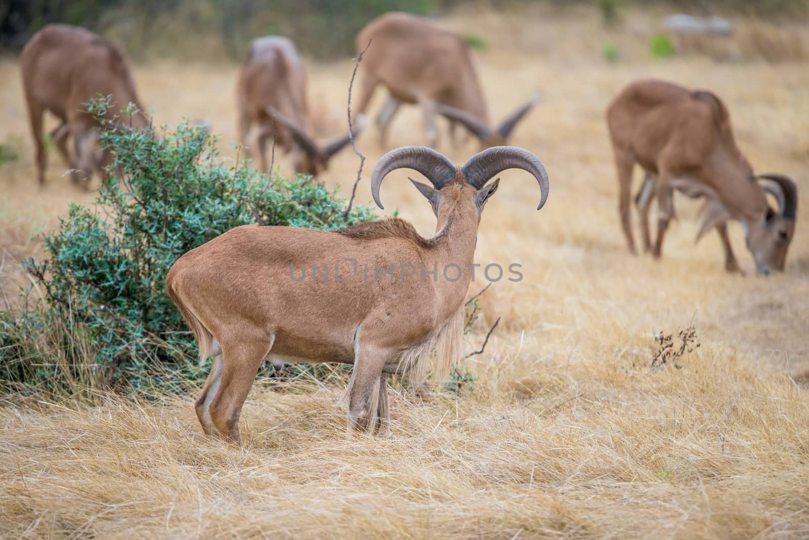 Aoudad Ram standing looking away from the camera