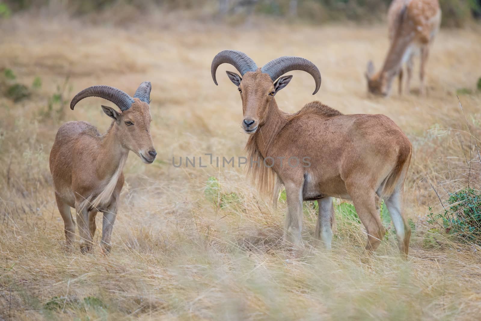 Aoudad Ram Standing proudly in field next to a ewe